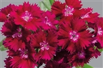 Dianthus Chiba Violet