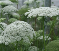 Ammi Majus Casablanca