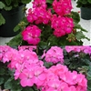 Geranium Nano Pink Shds