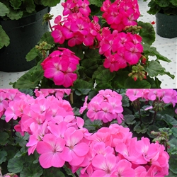 Geranium Nano Pink Shds