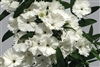 Dianthus Chiba White