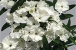 Dianthus Chiba White