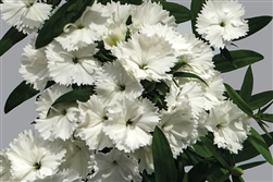 Dianthus Chiba White