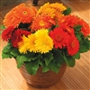 Gerbera Cartwheel Mix