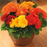 Gerbera Cartwheel Mix