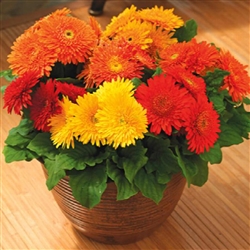 Gerbera Cartwheel Mix