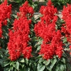 Salvia Mojave Red