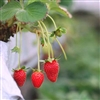 Strawberry Alpine Mignonette