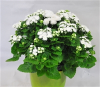 Ageratum Aloha White Pellets