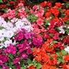 Impatiens Athena Mix