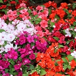 Impatiens Athena Mix