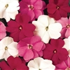 Impatiens Xtreme Summer Berrie