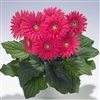 Gerbera Royal Semi Dble Rose