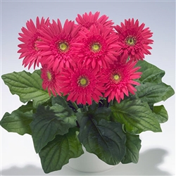 Gerbera Royal Semi Dble Rose