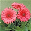 Gerbera Royal Semi Dble Salmon