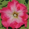 Petunia Tango Red Morn Pellets