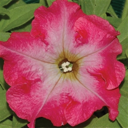 Petunia Tango Red Morn Pellets