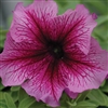 Petunia Tango Plum Vein Pellet