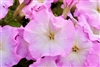 Petunia Mambo Pink Morn GP Pellets