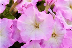 Petunia Mambo Pink Morn GP Pellets