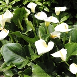 Zantedeschia Santa