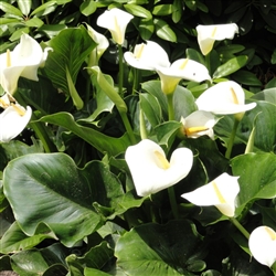 Zantedeschia Santa