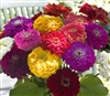 Zinnia Giants Mix