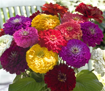 Zinnia Giants Mix