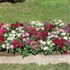 Pentas Graffiti Mix Pellets