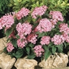 Pentas Graffiti Pink Pellets