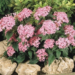 Pentas Graffiti Pink Pellets