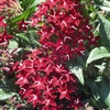 Pentas Graffiti Red Lace Pelle