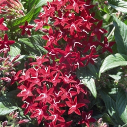 Pentas Graffiti Red Lace Pelle