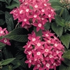 Pentas Graffiti Rose Pellets