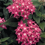 Pentas Graffiti Rose Pellets