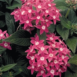 Pentas Graffiti Rose Pellets