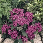 Pentas Graffiti Violet Pellets