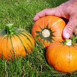 Pumpkin Windsor_disc