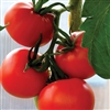 Tomato Caracoli_disc