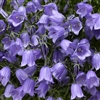 Campanula Swinging Bells