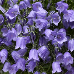 Campanula Swinging Bells