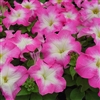 Petunia Tango Rose Morn Pellet