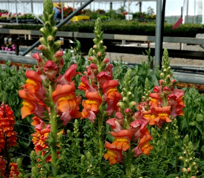 Antirrhinum Opus Orange III