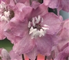 Delphinium Magic Fountains Cherry Blossom/WhiteBee