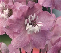 Delphinium Magic Fountains Cherry Blossom/WhiteBee