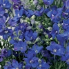 Delphinium Delfix Blue