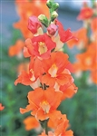 Antirrhinum Chantilly Dp Orange