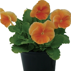 Pansy Dynamic Dp Orange