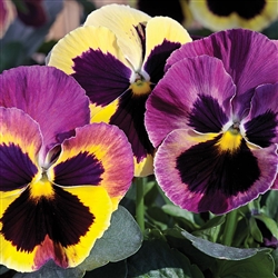 Pansy Dynamic Rose Fire