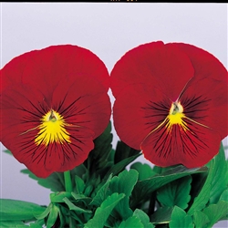 Pansy Dynamic Scarlet